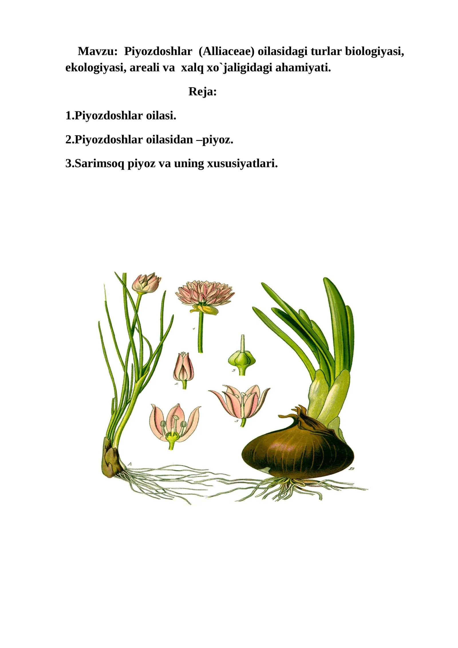 Piyozdoshlar (Alliaceae) oilasidagi turlar biologiyasi, ekologiyasi, areali va xalq xo`jaligidagi ahamiyati