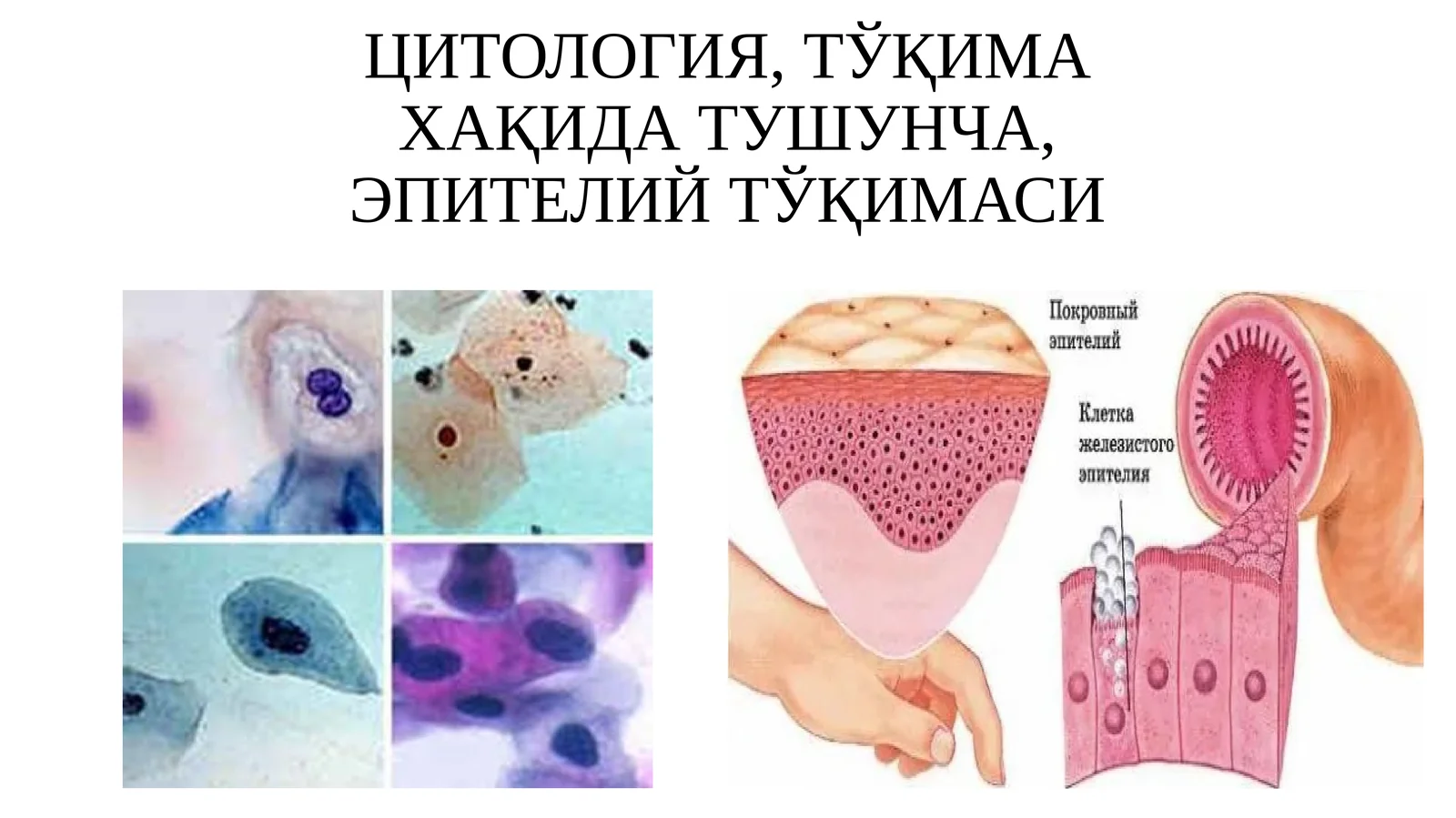 ЦИТОЛОГИЯ,ТЎҚИМА ХАҚИДА ТУШУНЧА,ЭПИТЕЛИЙТЎҚИМАСИ
