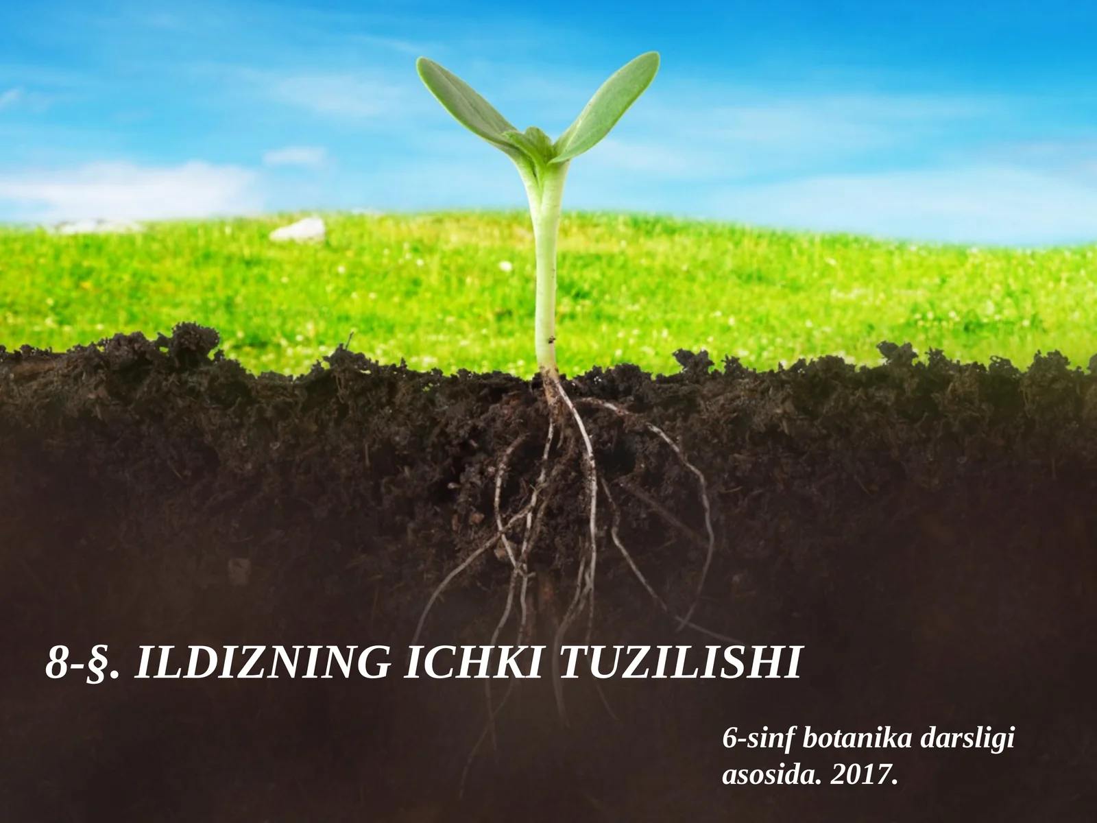 6-sinf Botanika Ildizning ichki tuzilishi