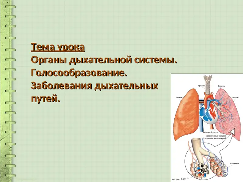 Органы дыхательной системы