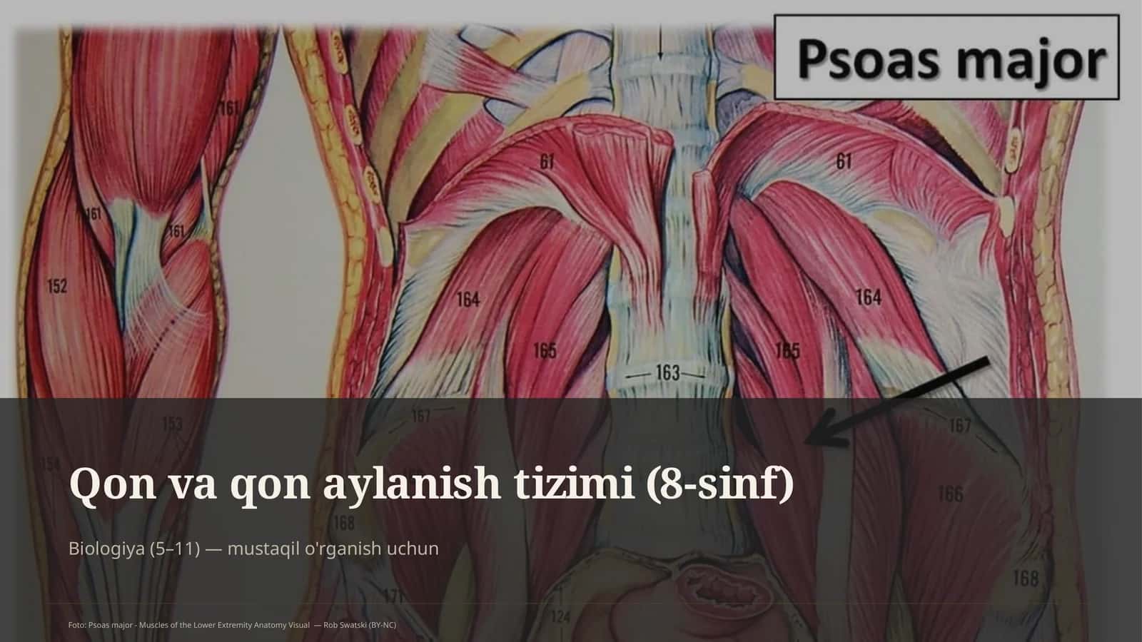 Qon va qon aylanish tizimi (8-sinf)