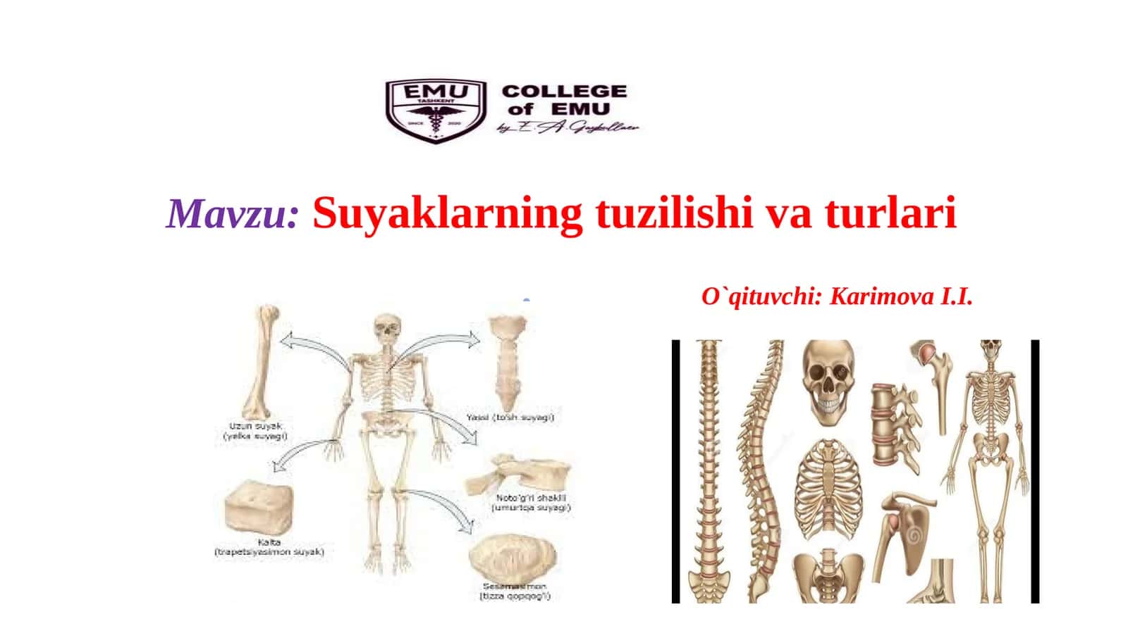 Suyaklarning tuzilishi va turlari