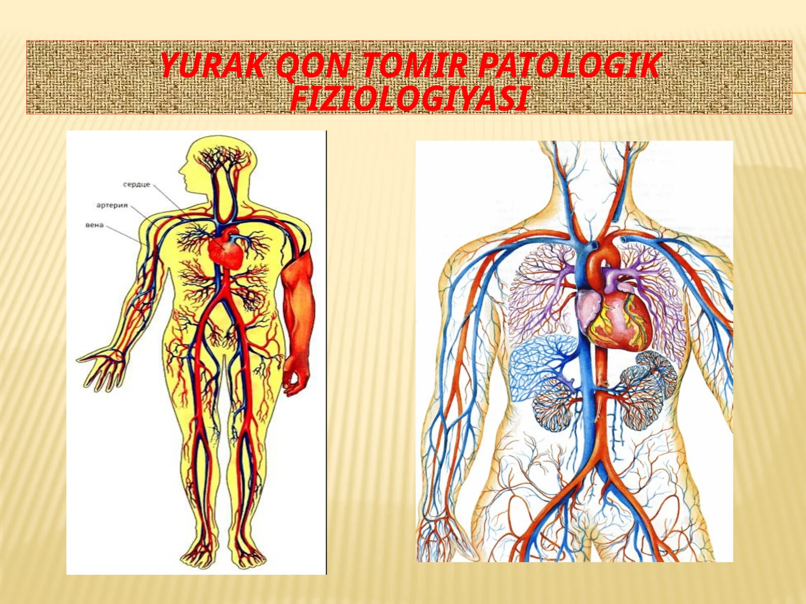 Yurak qon tomir patologik fiziologiyasi