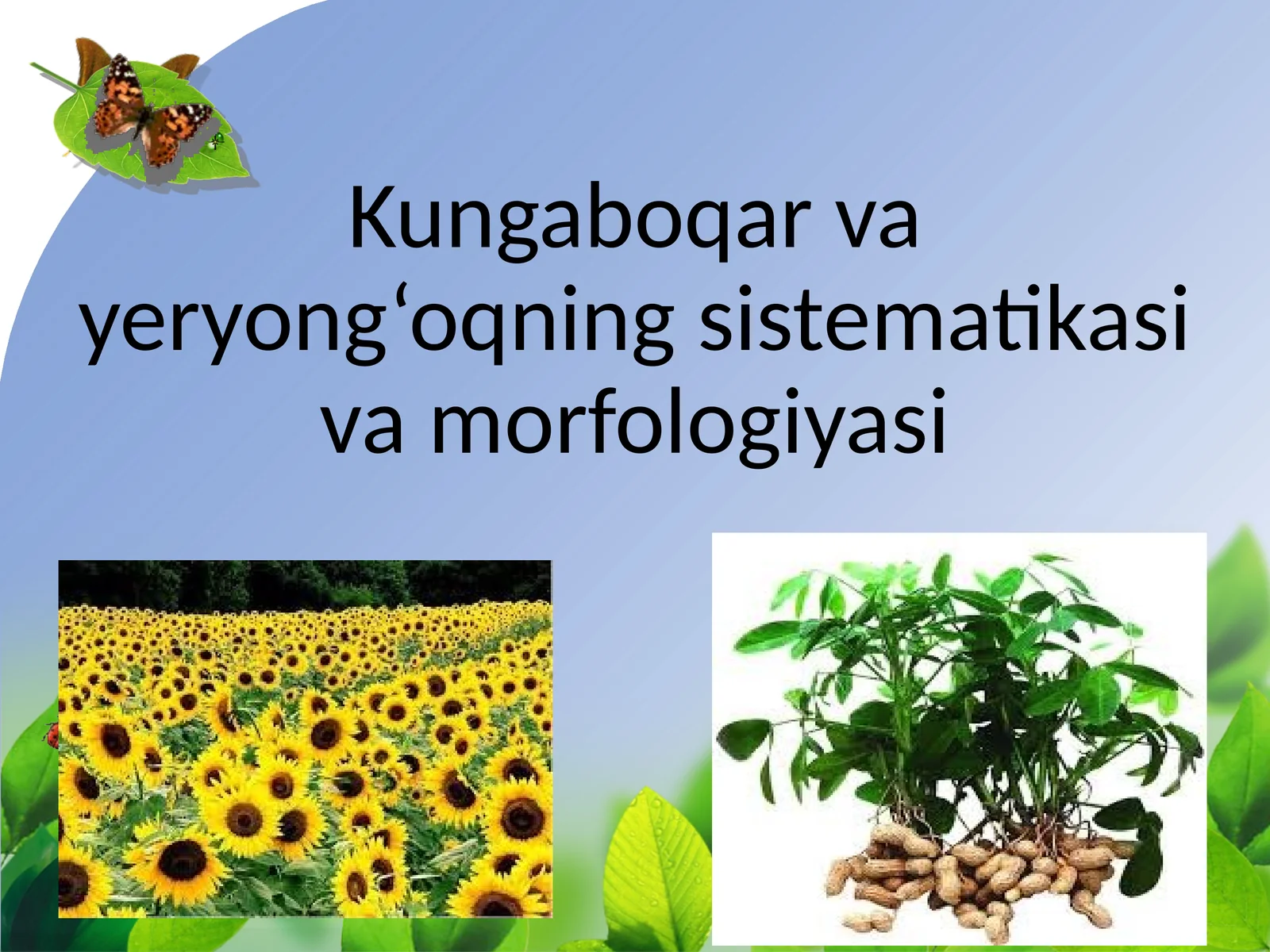 Kungaboqar va yeryong‘oqning sistematikasi va morfologiyasi