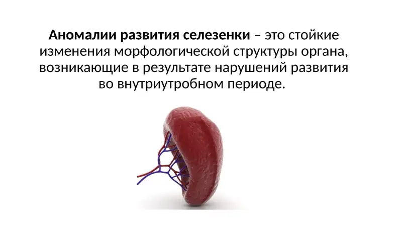 Аномалии развития селезенки – это стойкие изменения морфологической структуры органа, возникающие