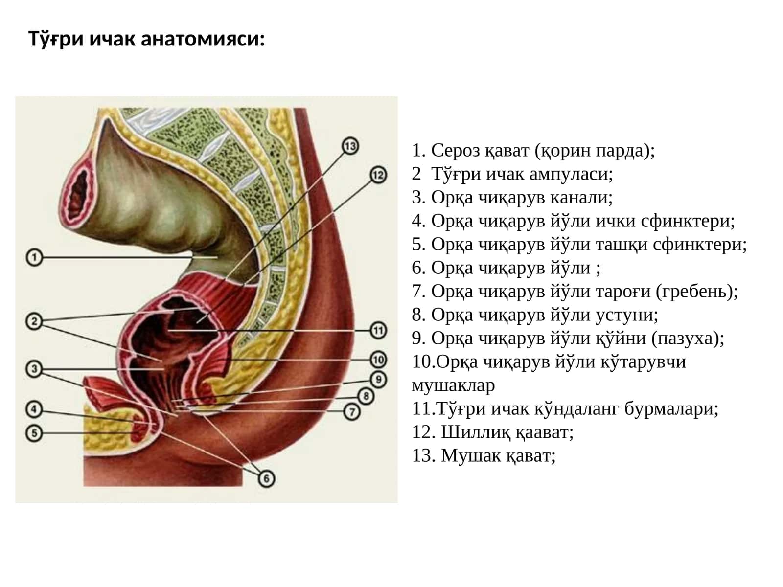 Тўғри ичак(rectum)