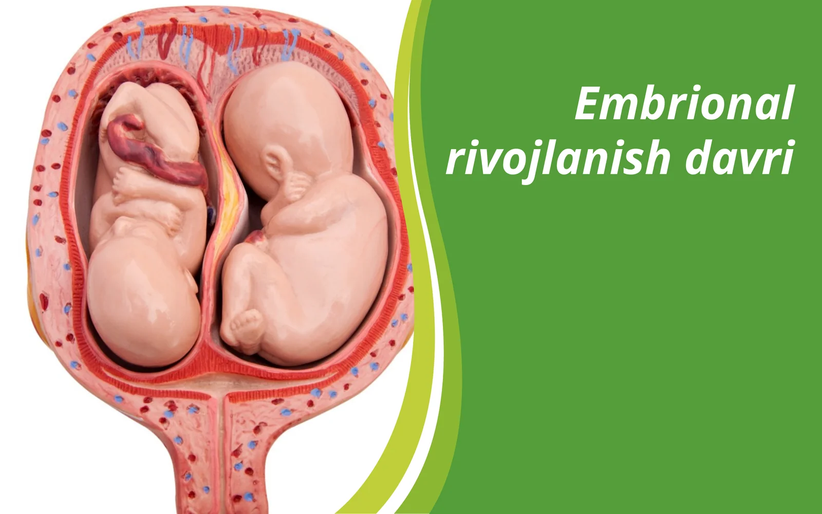 Embrional rivojlanish davri
