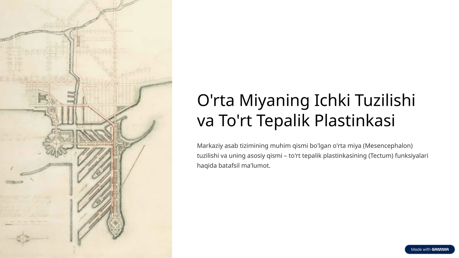 O'rta Miyaning Ichki Tuzilishi va To'rt Tepalik Plastinkasi
