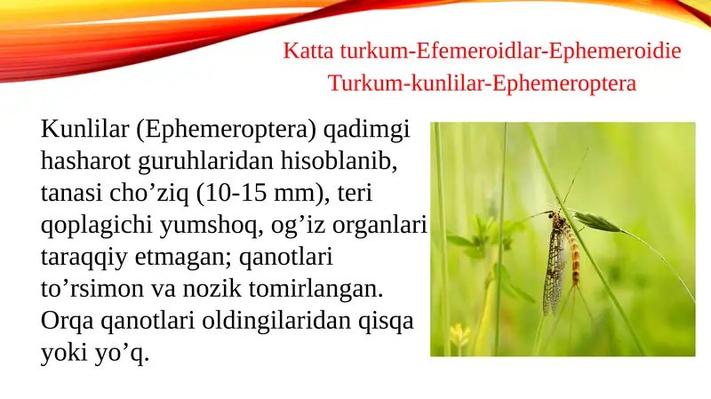 Kattaturkum-Efemeroidlar-Ephemeroidie