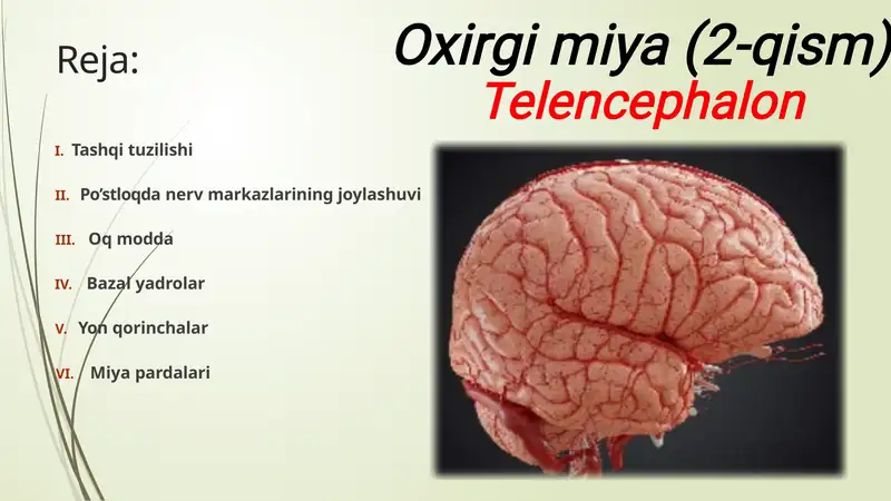 Bosh miya Yarimsharlar po'stlog'i ( telencephalon) Anatomiyasi