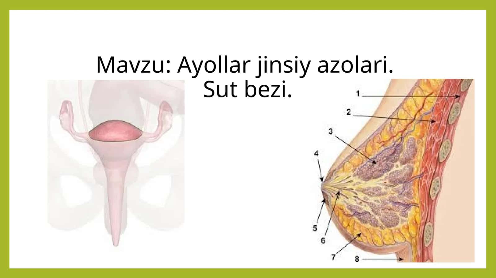 Ayollar jinsiy azolari.Sut bezi