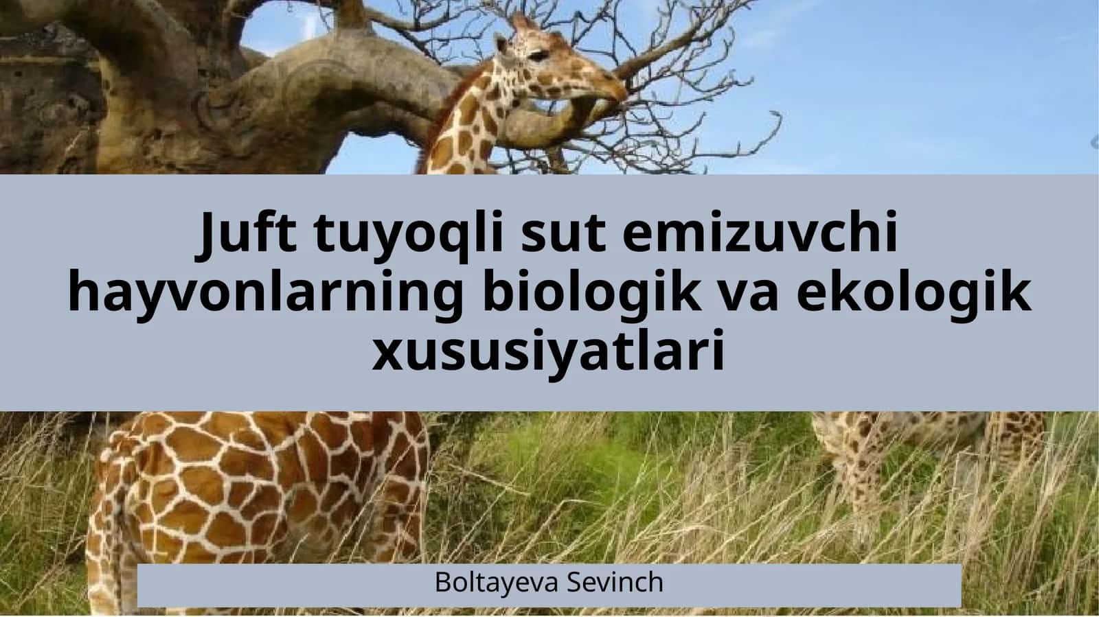 Juft tuyoqli sutemizuvchilar hayvonlarining biologik va ekologik xususiyatlari