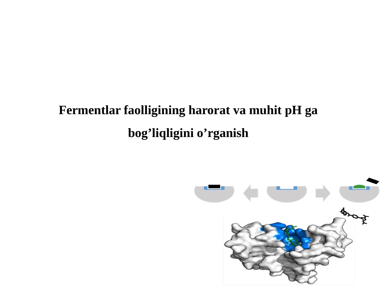 Fermentlar faolligining harorat va muhit pH ga bog'liqligini o'rganish