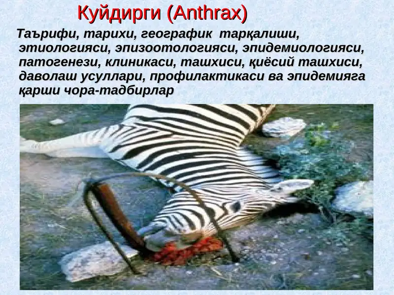 Куйдирги(Anthrax)