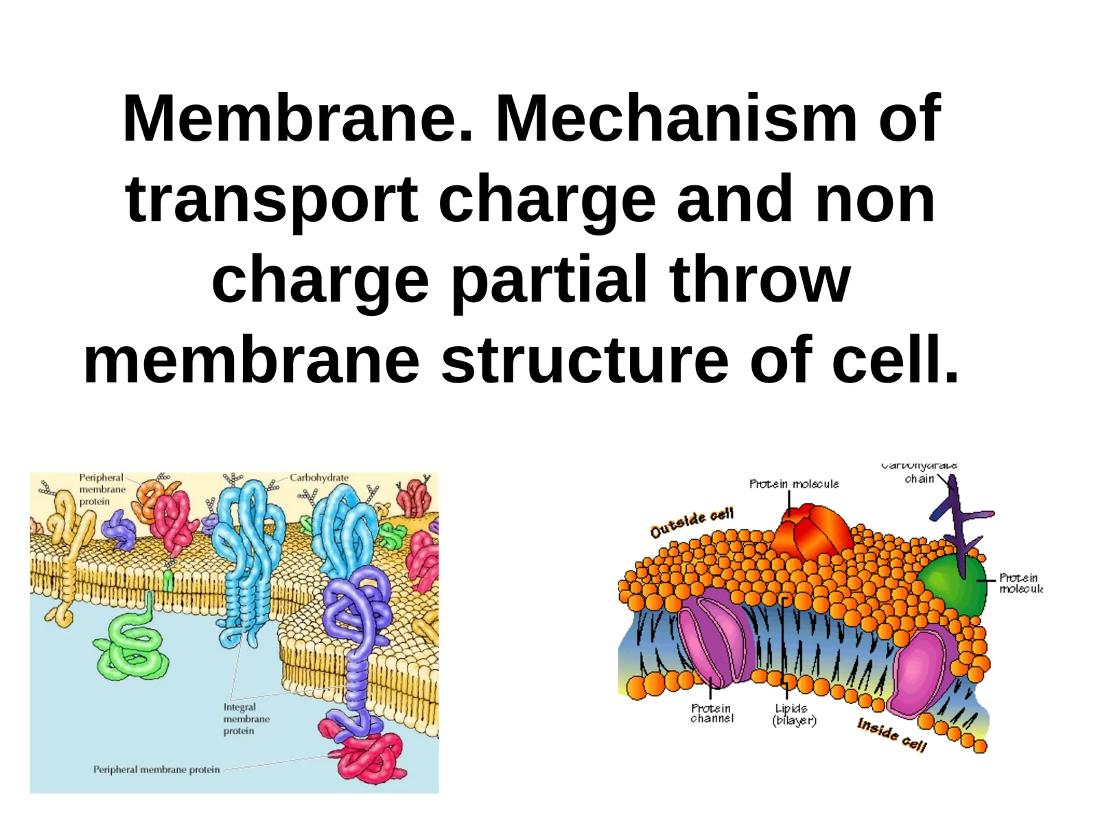 Membrane.Mechanism of transport charge and non charge partial throw membrane structure of cell