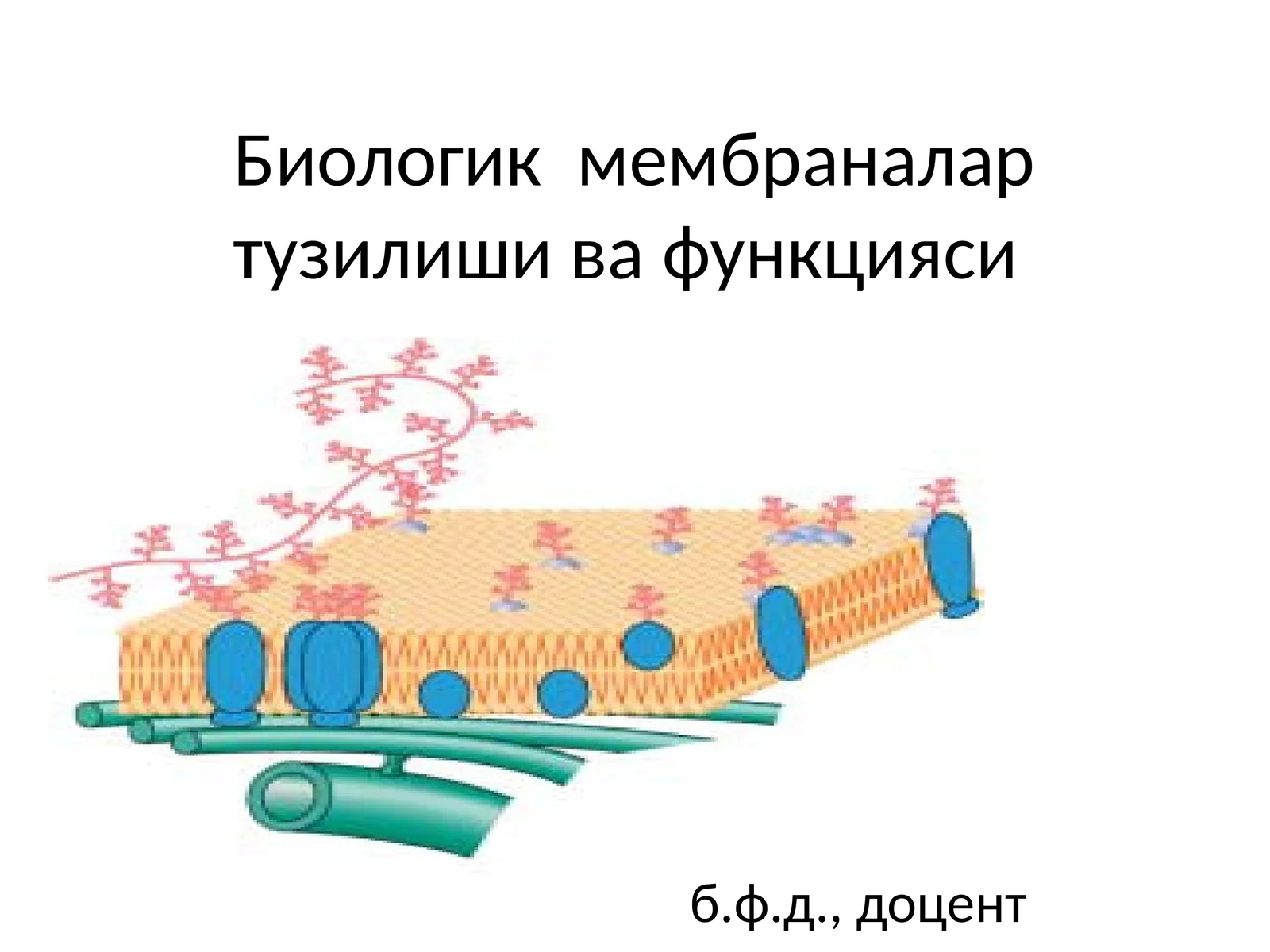 Биологик мембраналартузилиши ва функцияси