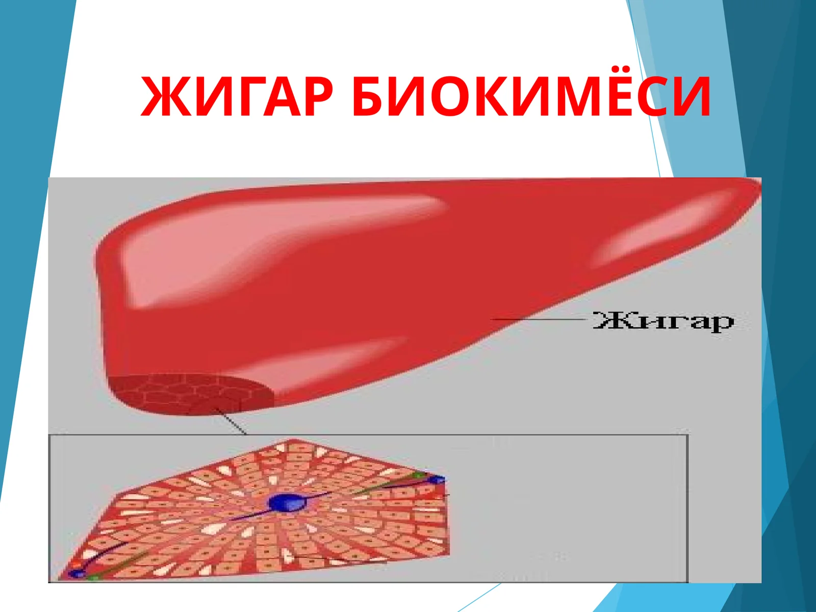ЖИГАР БИОКИМЁСИ