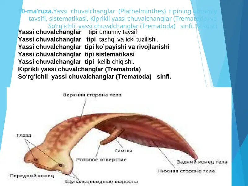 Yassi chuvalchanglar (Plathelminthes)