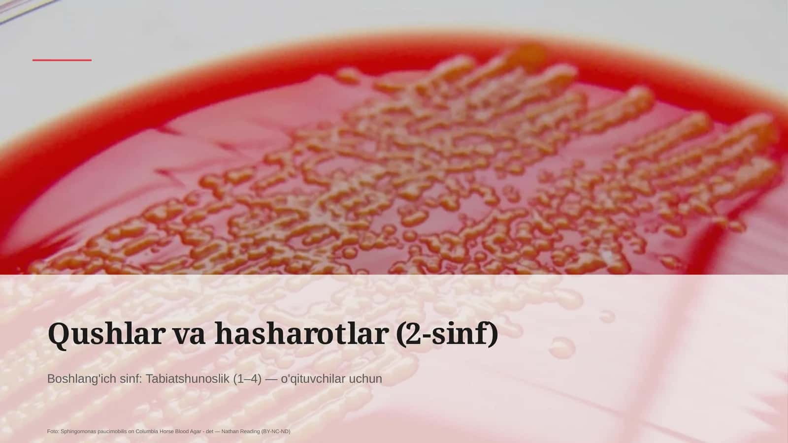 Qushlar va hasharotlar (2-sinf)