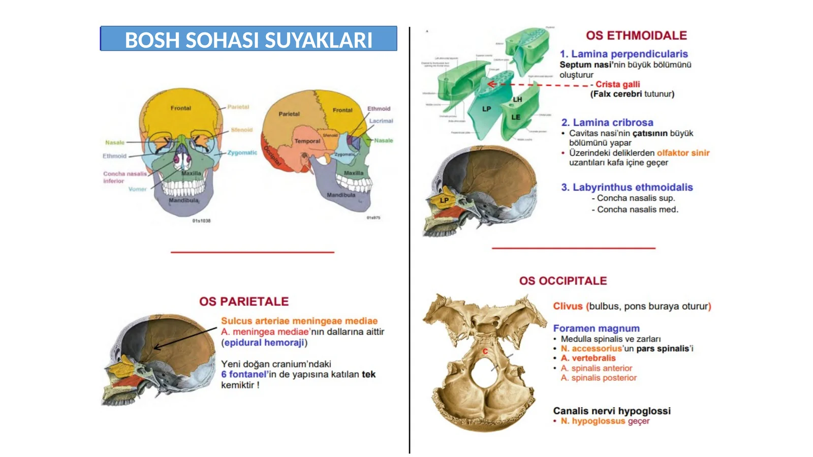 Bosh klinik anatomiyasi