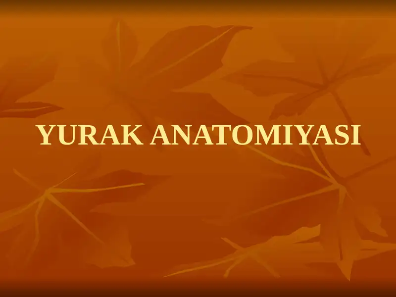 YURAK ANATOMIYASI