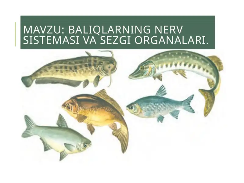 Baliqlarning nerv sistemasi va sezgi organlari
