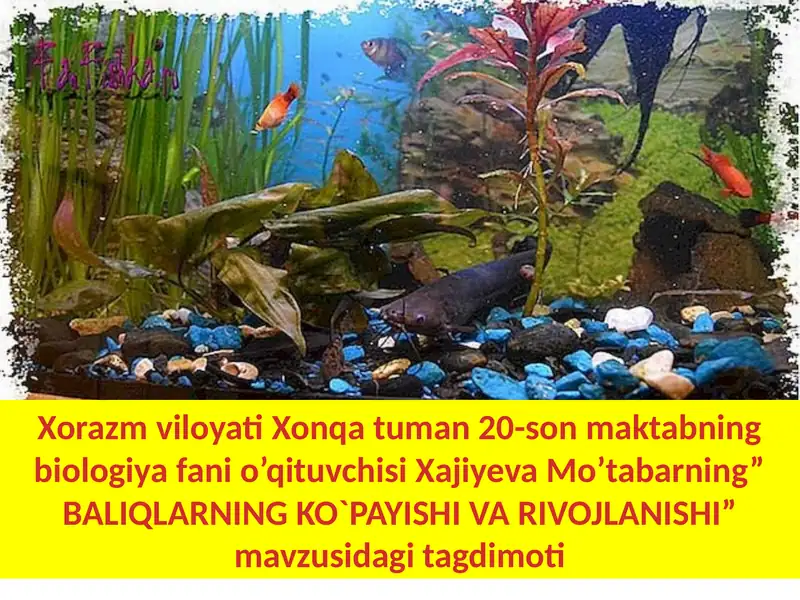 BALIQLARNING KO`PAYISHI VA RIVOJLANISHI