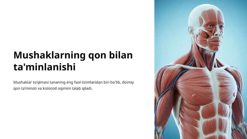 Mushaklarning qon bilan ta'minlanishi