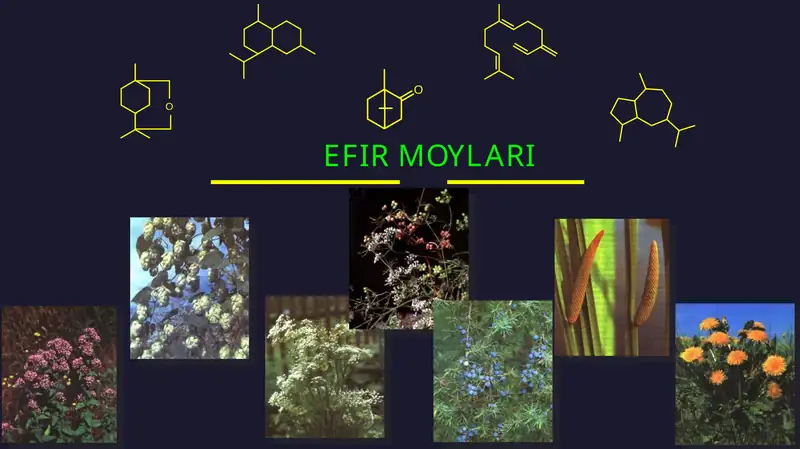 EFIR MOYLARI