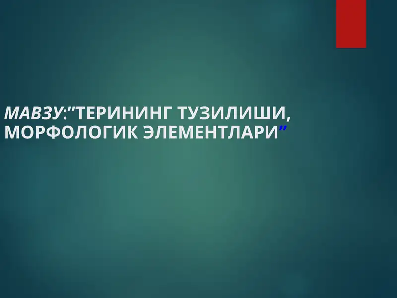 TERINING TUZILISHI VA MORFOLOGIK ELEMENTLARI