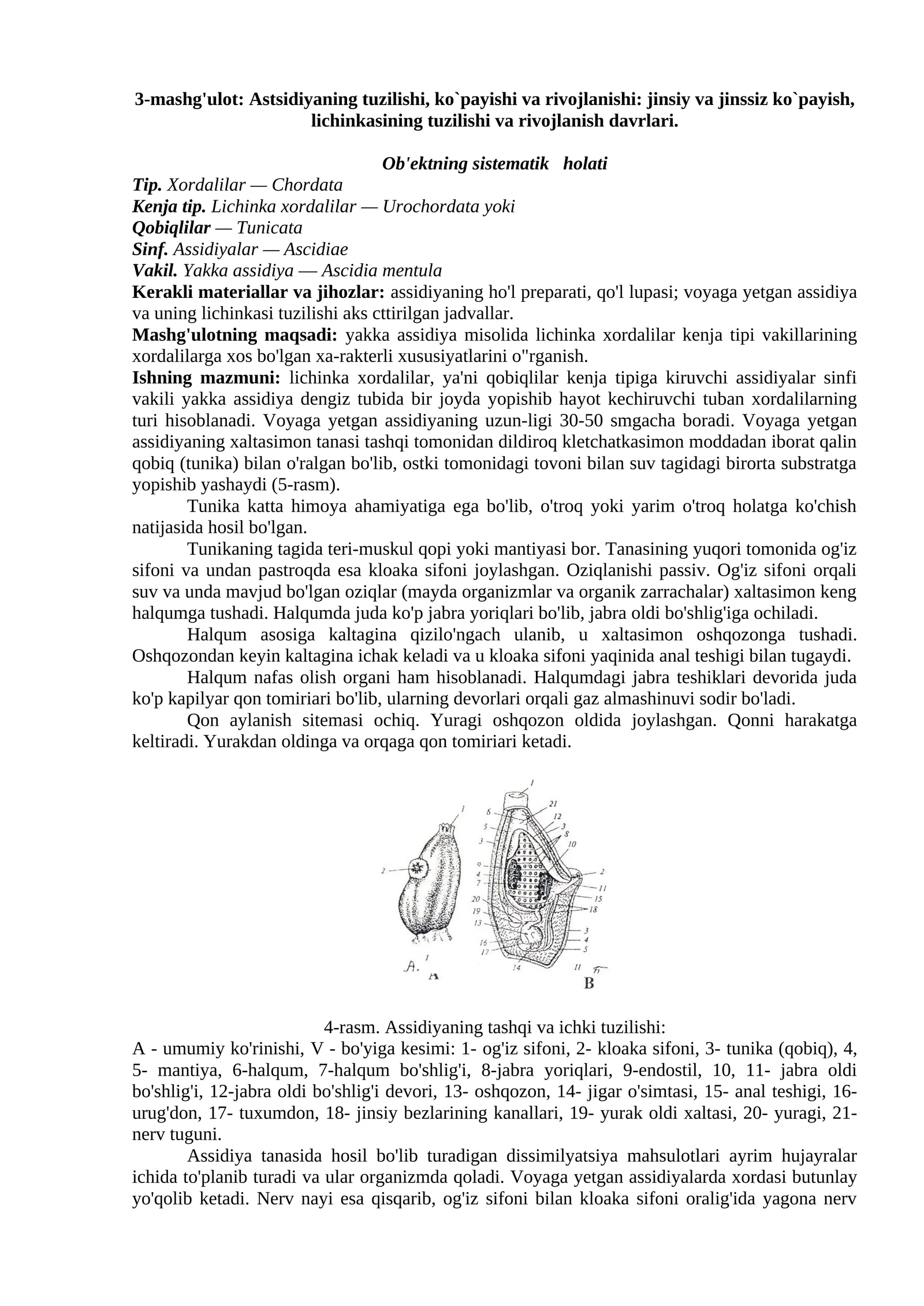 Astsidiyaning tuzilishi, ko`payishi va rivojlanishi