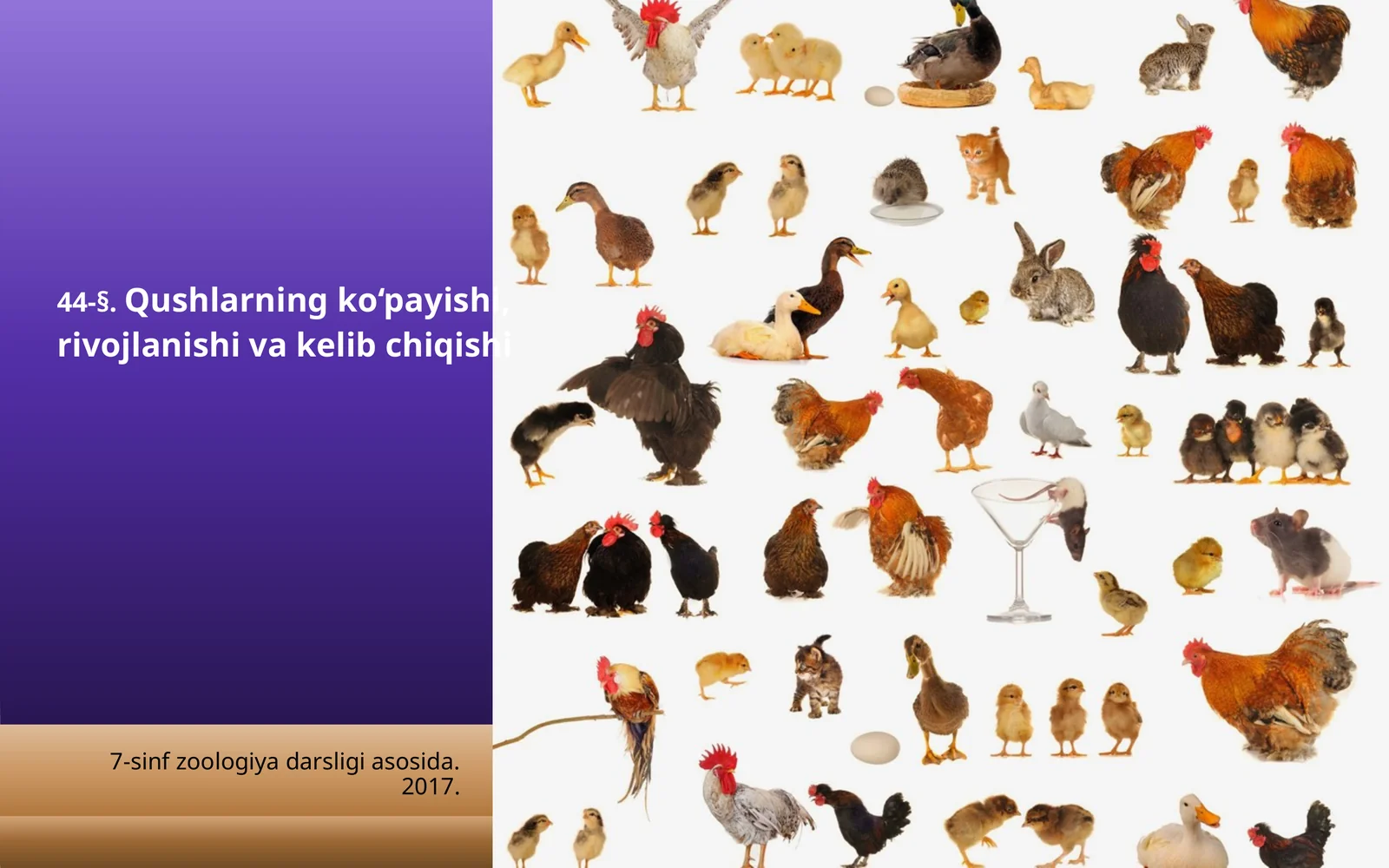 7-sinf Zoologiya 'Qushlarning ko'payishi, rivojlanishi va kelib chiqishi' ko'rgazma