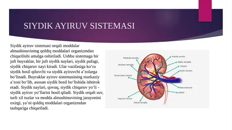 siydik ayiruv tizimi gistologiyasi
