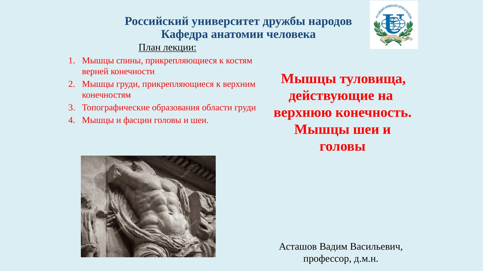 Мышцы туловища, действующие на верхнюю конечность. Мышцы шеи и головы