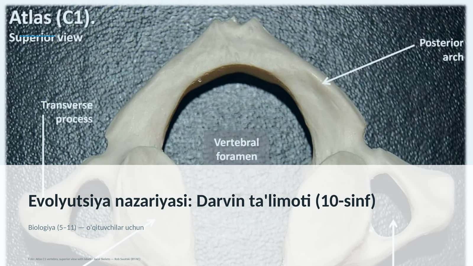 Evolyutsiya nazariyasi: Darvin ta'limoti (10-sinf)