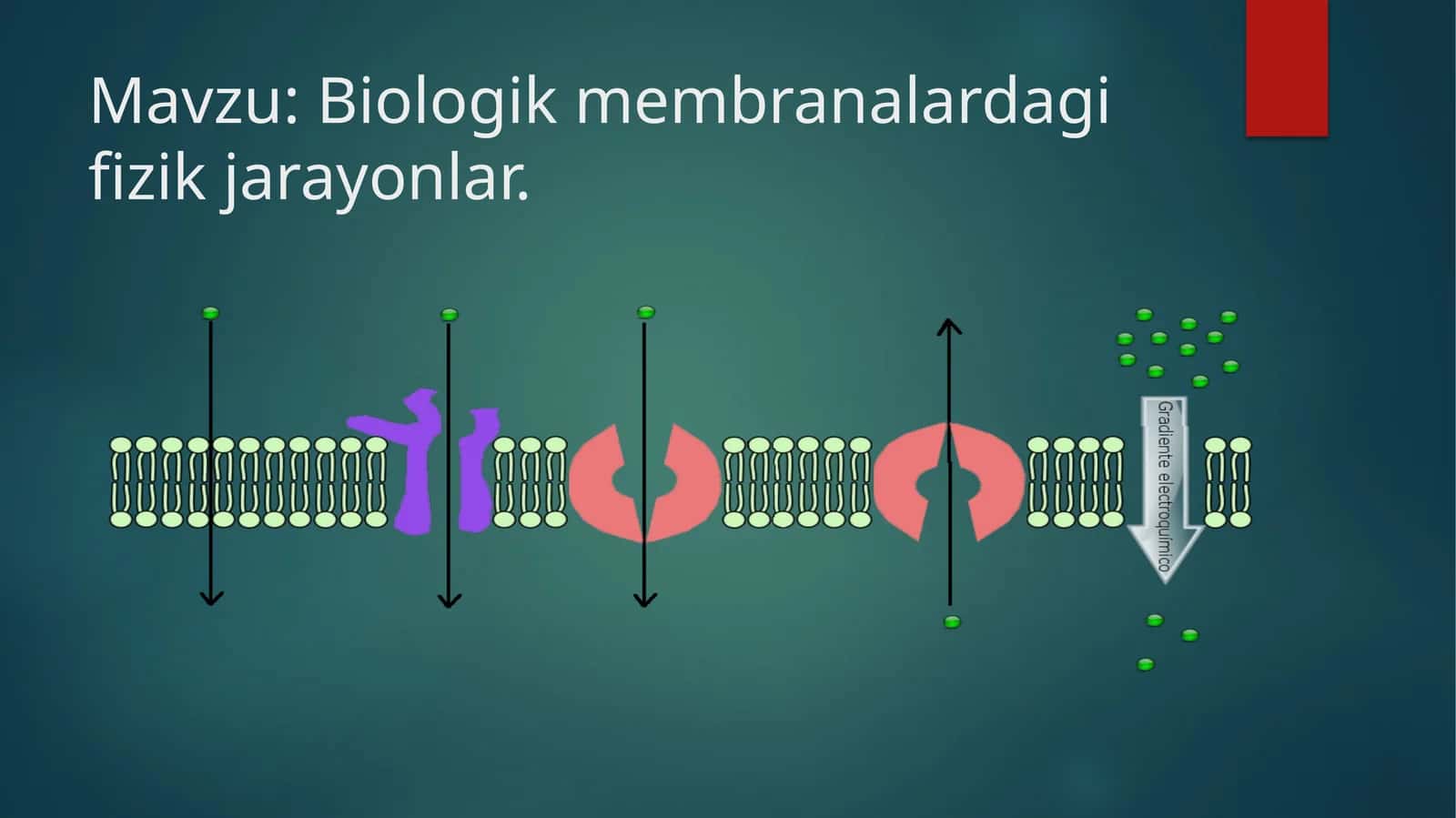 Biologik membranalardagi fizik jarayonlar.