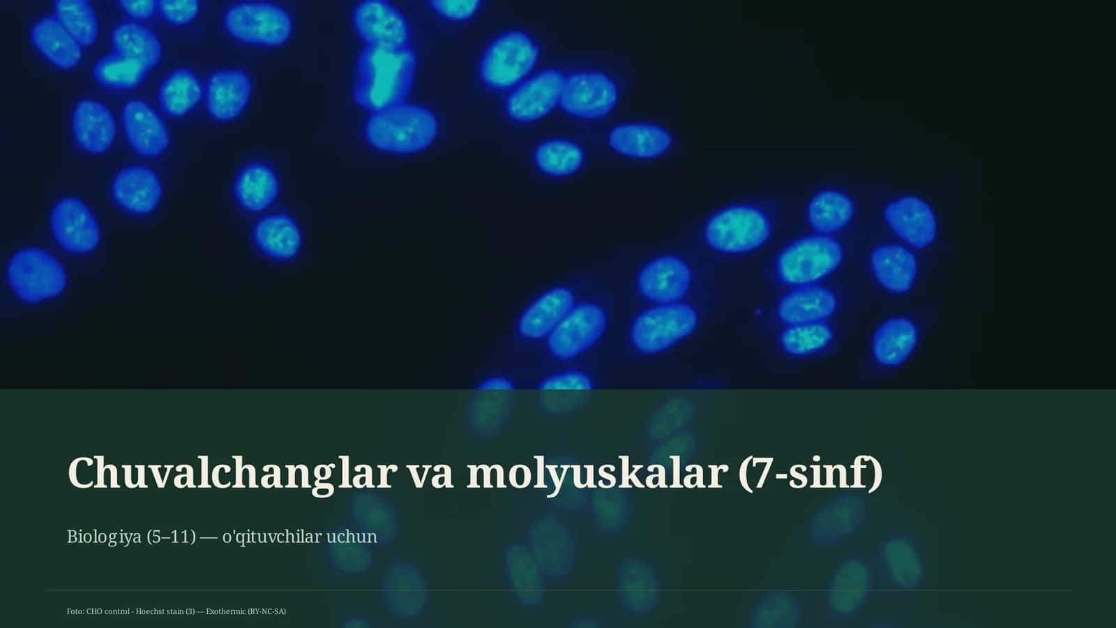 Chuvalchanglar va molyuskalar mavzusi