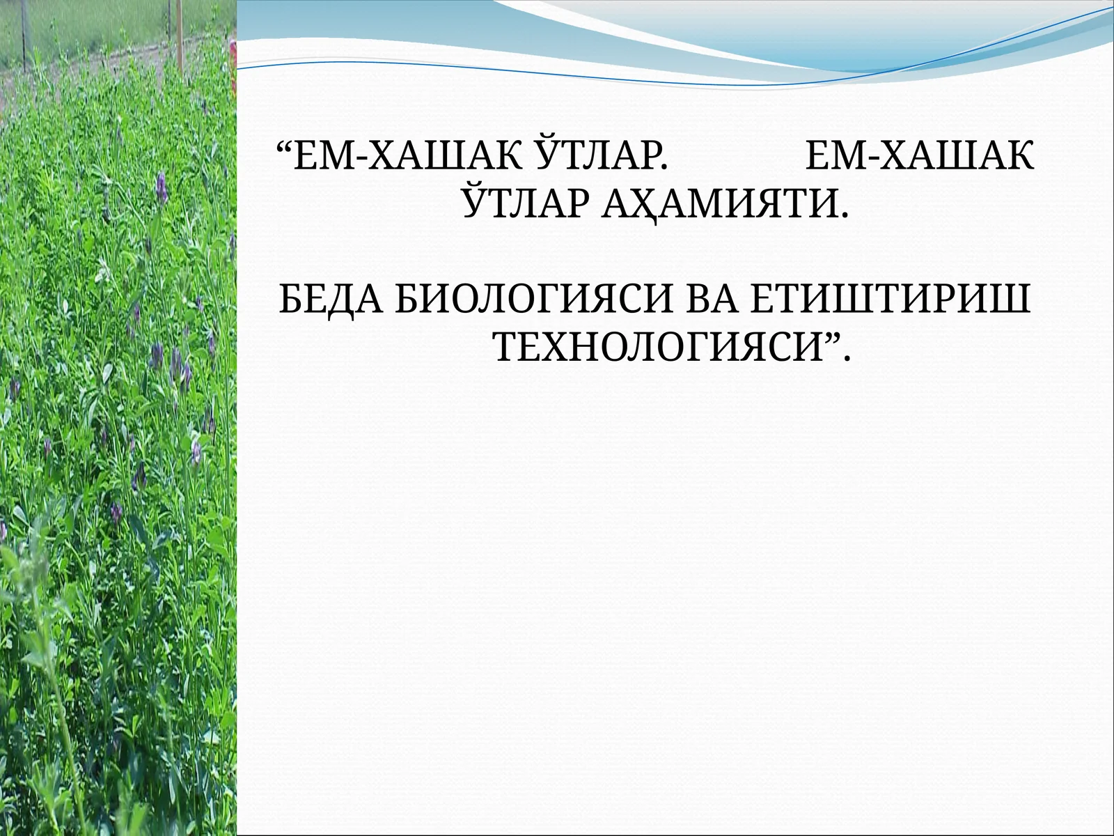 ЕМ-ХАШАК ЎТЛАР. ЕМ-ХАШАК ЎТЛАР АҲАМИЯТИ