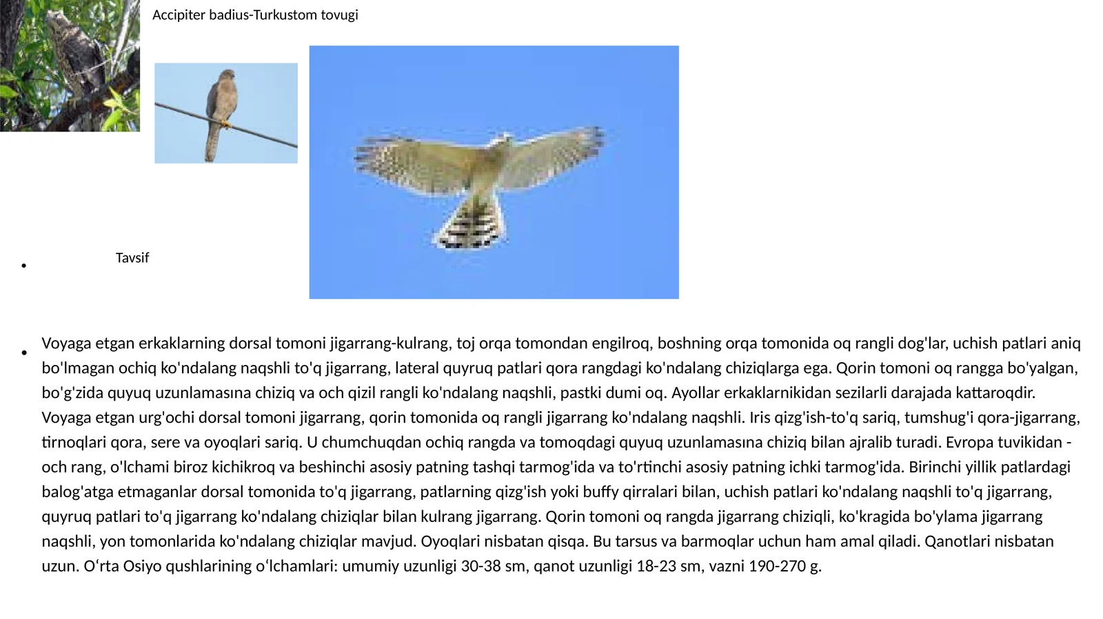 Accipiter badius-Turk ostomtovugi
