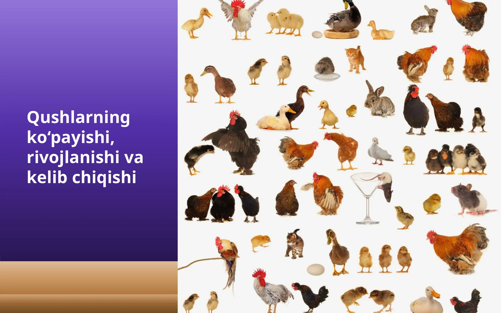 Qushlar ko‘payishi, rivojlanishi va kelib chiqishi