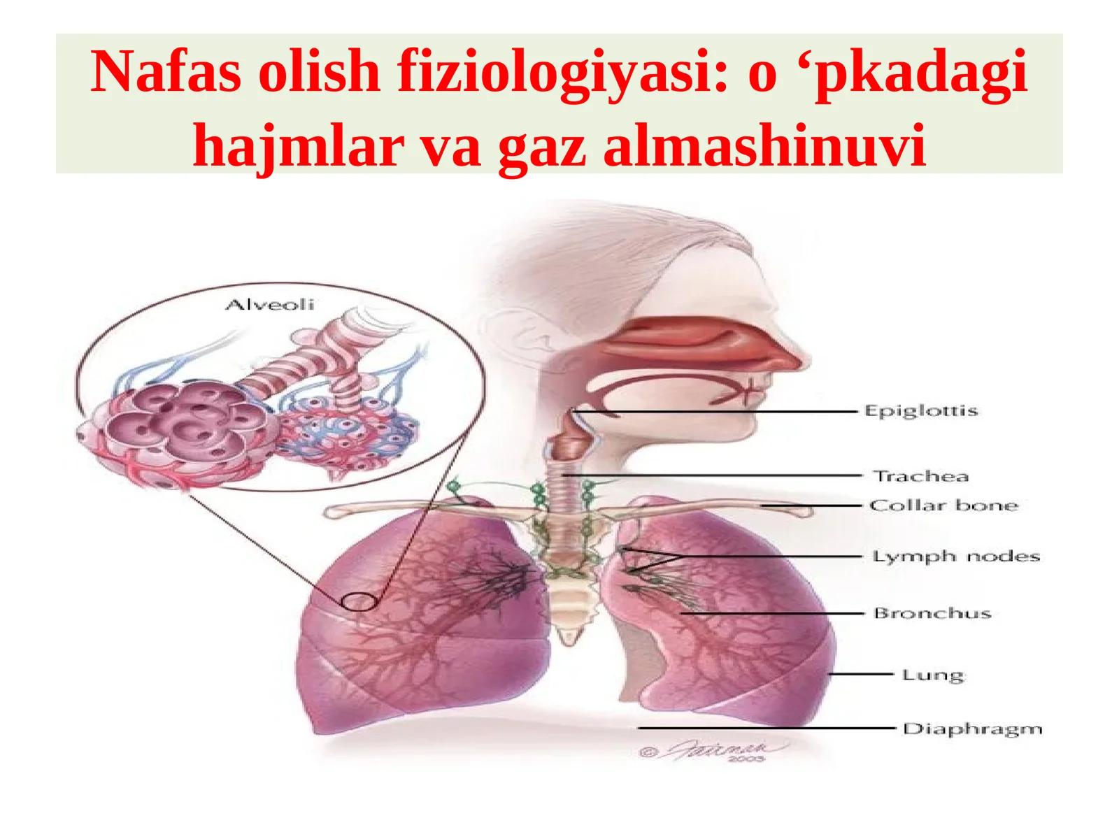 Nafas olish fiziologiyasi