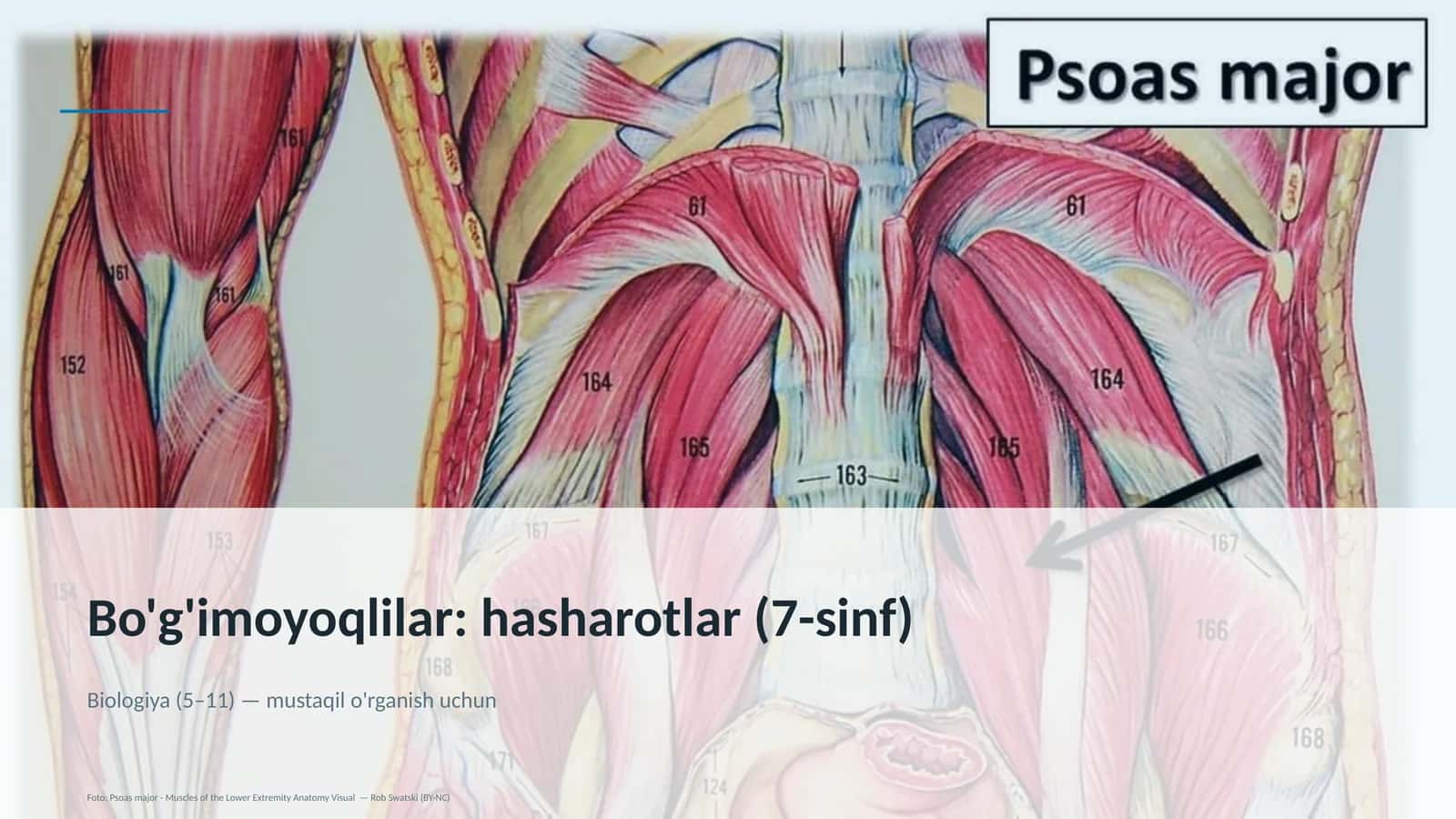 Bo'g'imoyoqlilar: hasharotlar (7-sinf)
