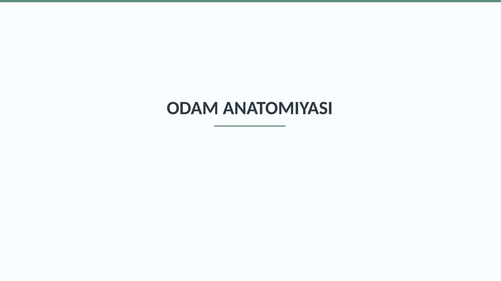 ODAM ANATOMIYASI