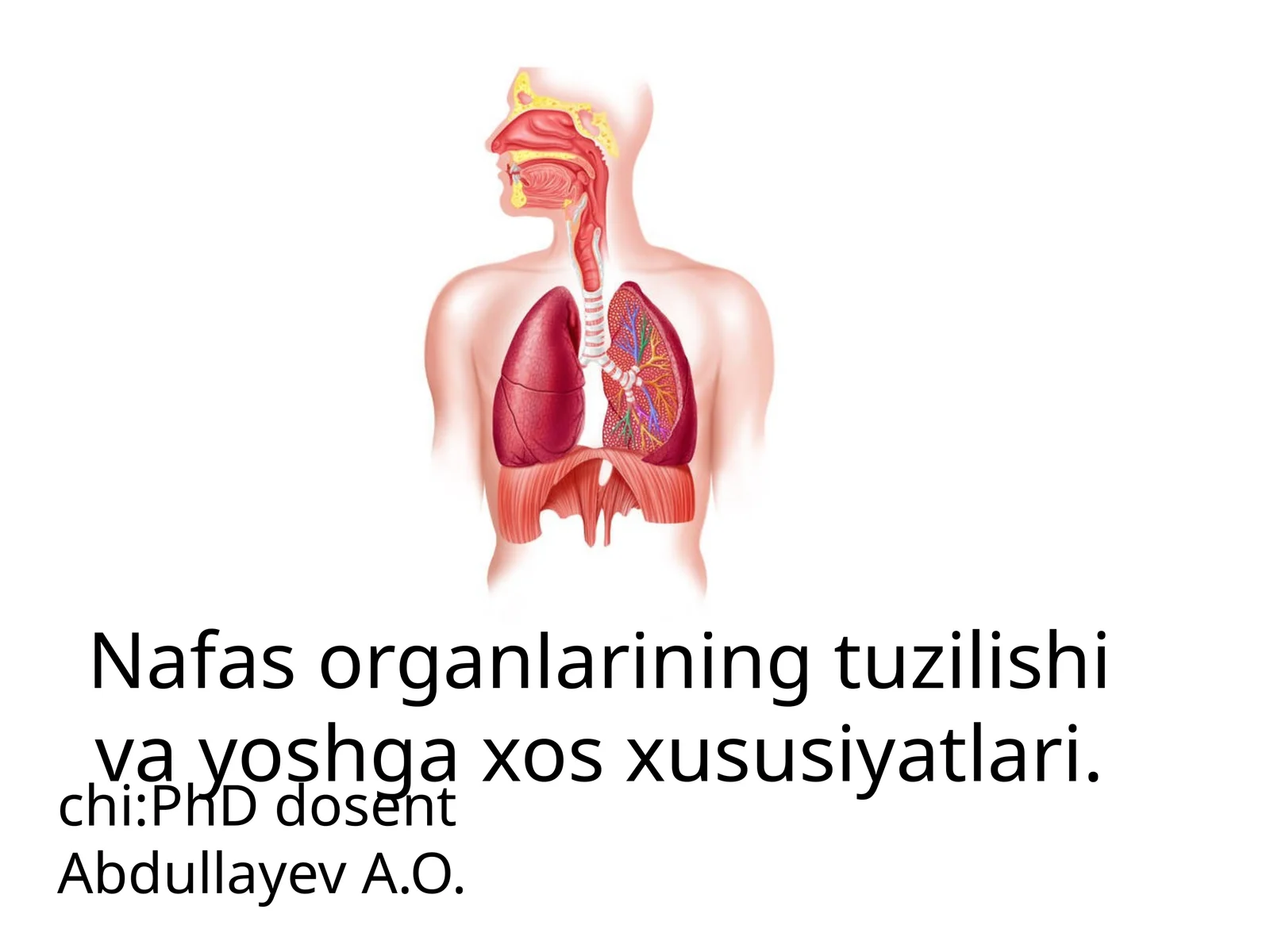 Nafas organlarining tuzilishi va yoshga xos xususiyatlari