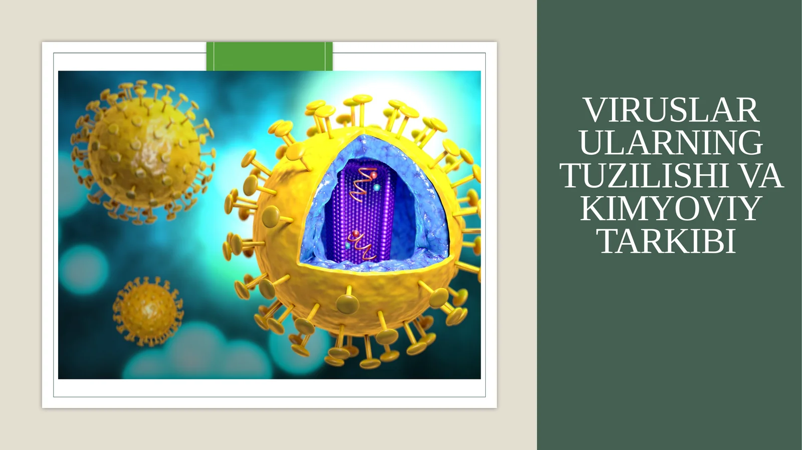 Viruslar ularning tuzilishi va kimyoviy tarkibi