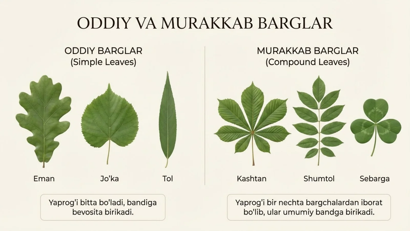 Oddiy va murakkab barglar