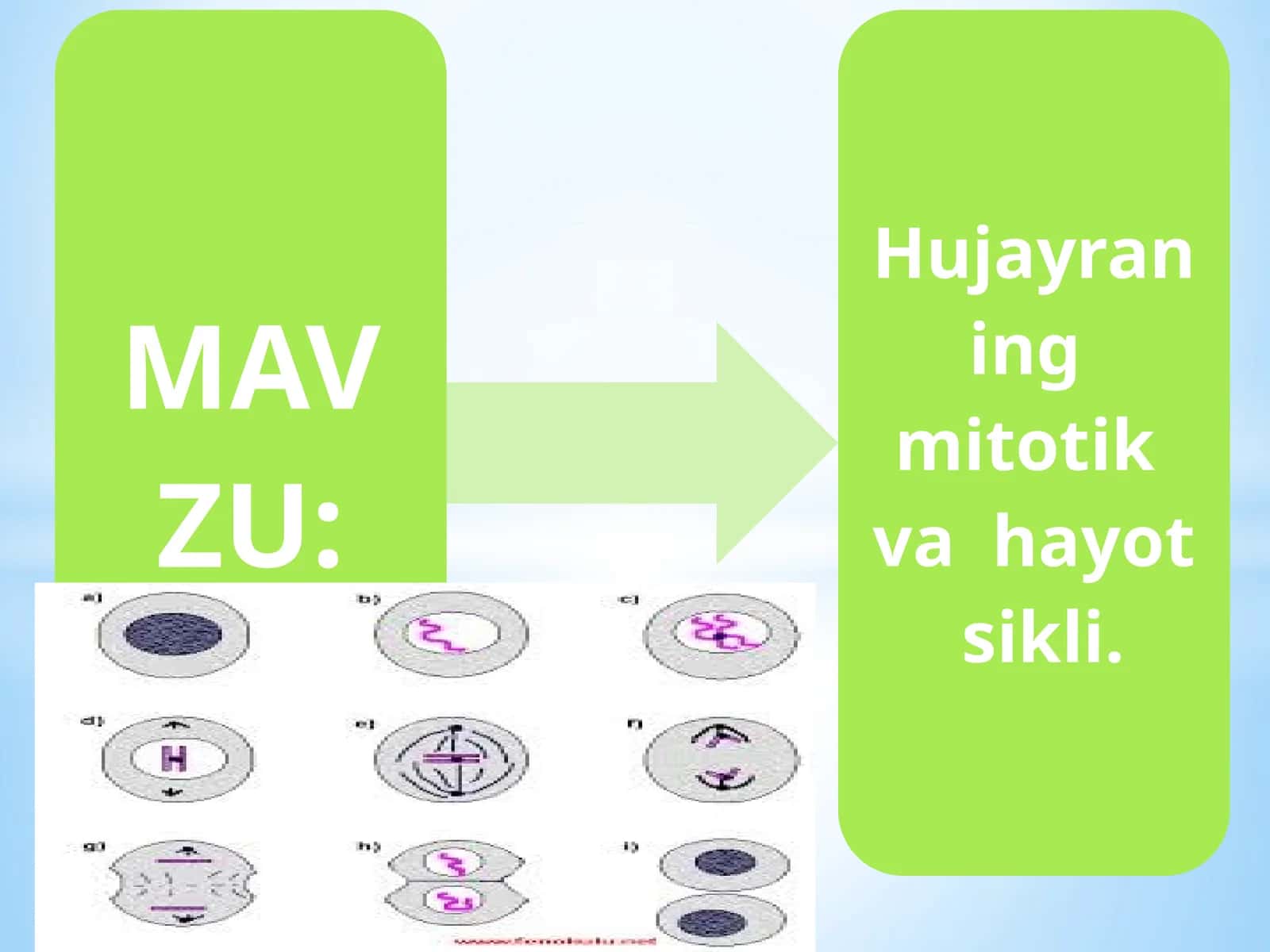 Hujayraning qayta tiklanishi
