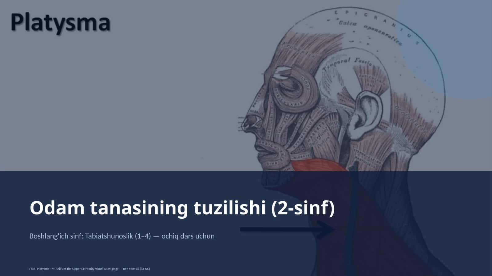 Odam tanasining tuzilishi (2-sinf)
