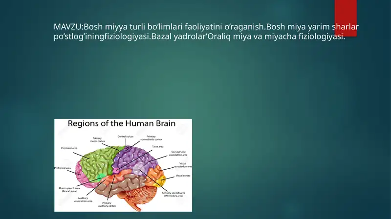 Bosh miyya turli bo’limlari faoliyatini o’raganish.Bosh miya yarim sharlar po’stlog’iningfiziologiyasi.Bazal yadrolar’Oraliq miya va miyacha fiziologiyasi.