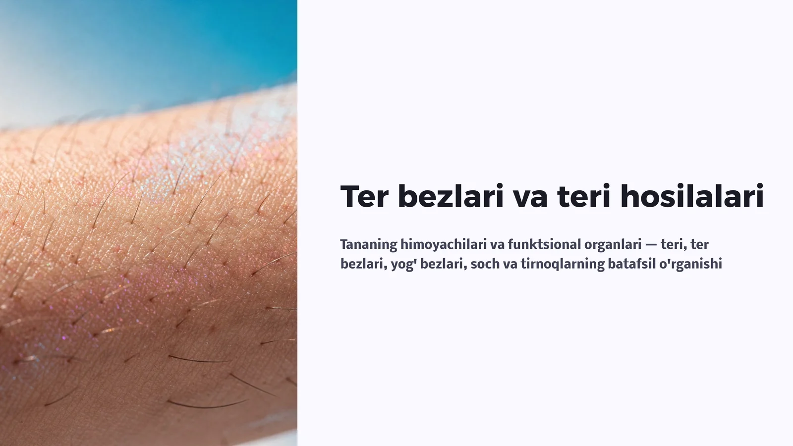 Ter bezlari va teri hosilalari